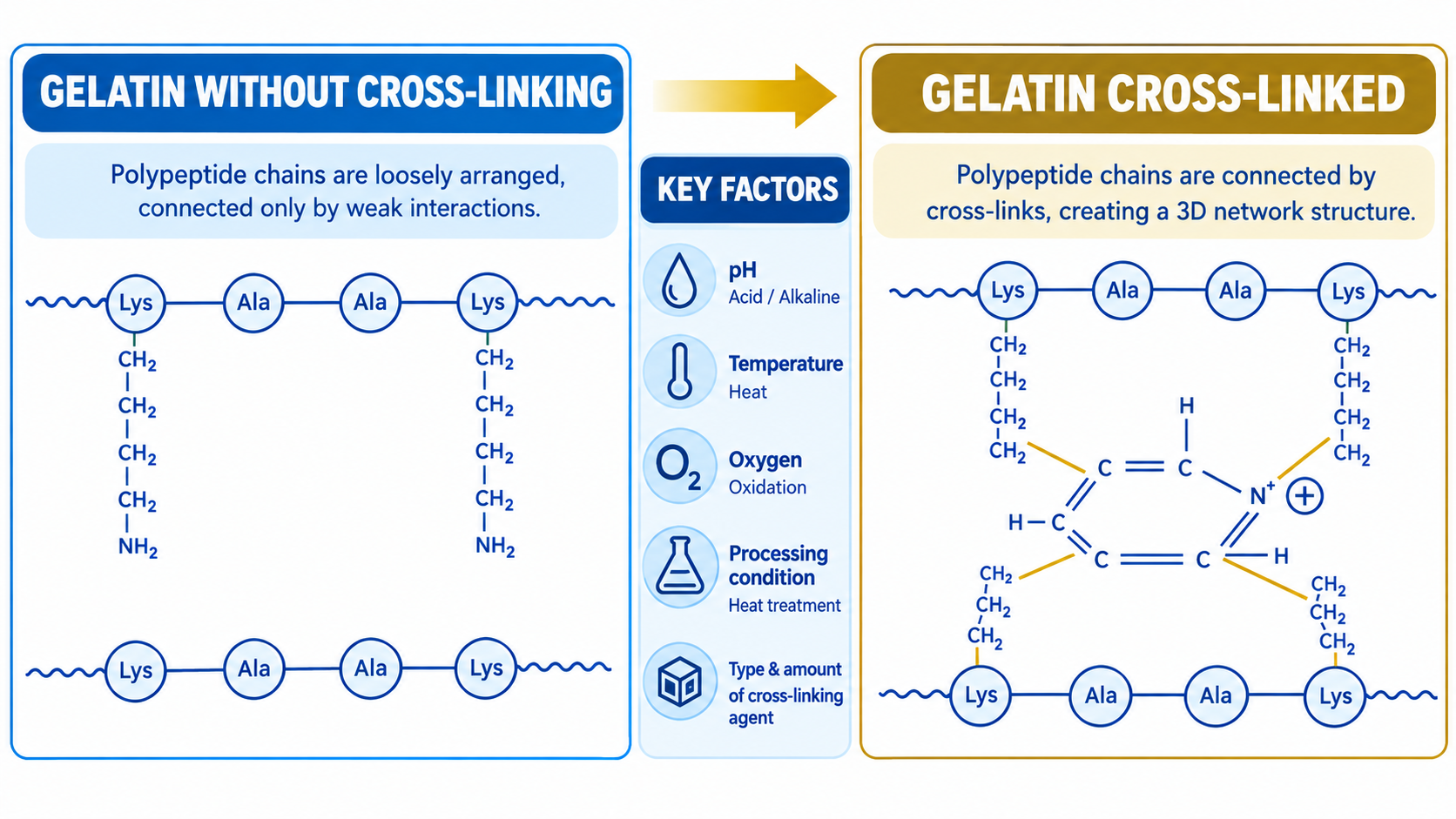 Understanding Cross-Linking in Gelatin Capsule Shells