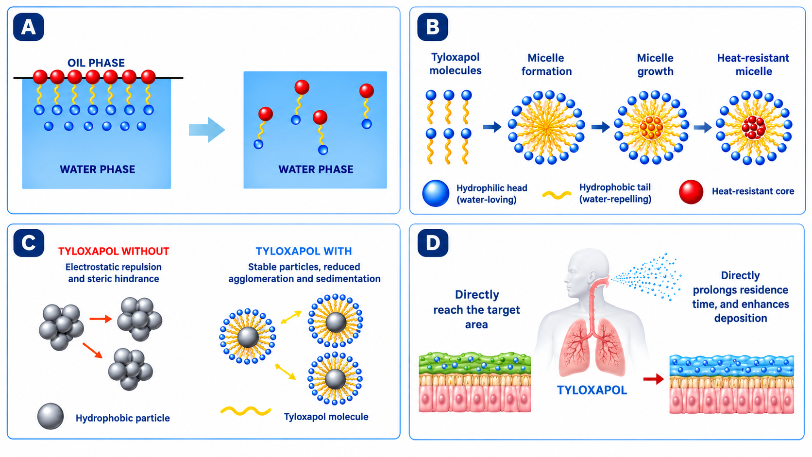 Mechanism of action of Tyloxapol